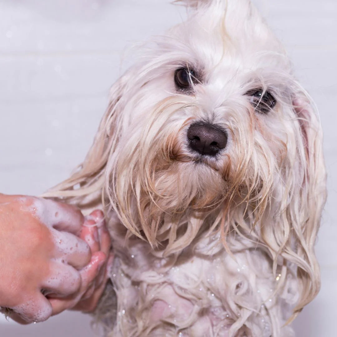 Shampoo sólido para mascotas 50gr