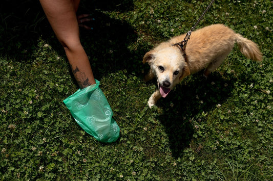 Bolsas para Desechos de Mascotas – 100% Compostables